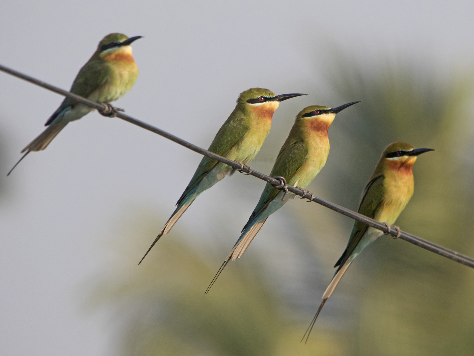 Blue Tailed Bee Eater Ebird