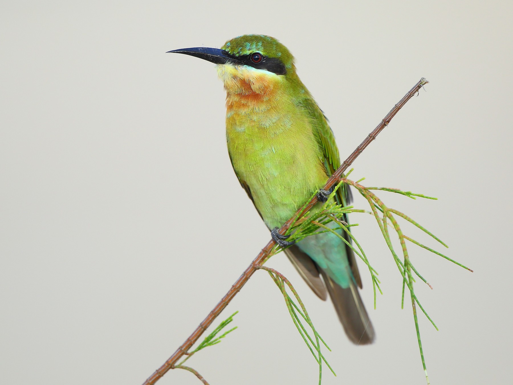 Blue-tailed Bee-eater - Albin Jacob