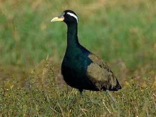  - Bronze-winged Jacana