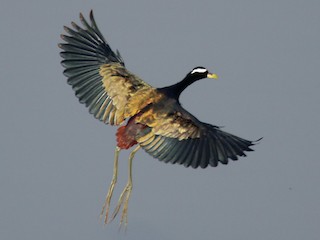  - Bronze-winged Jacana