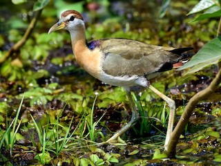  - Bronze-winged Jacana