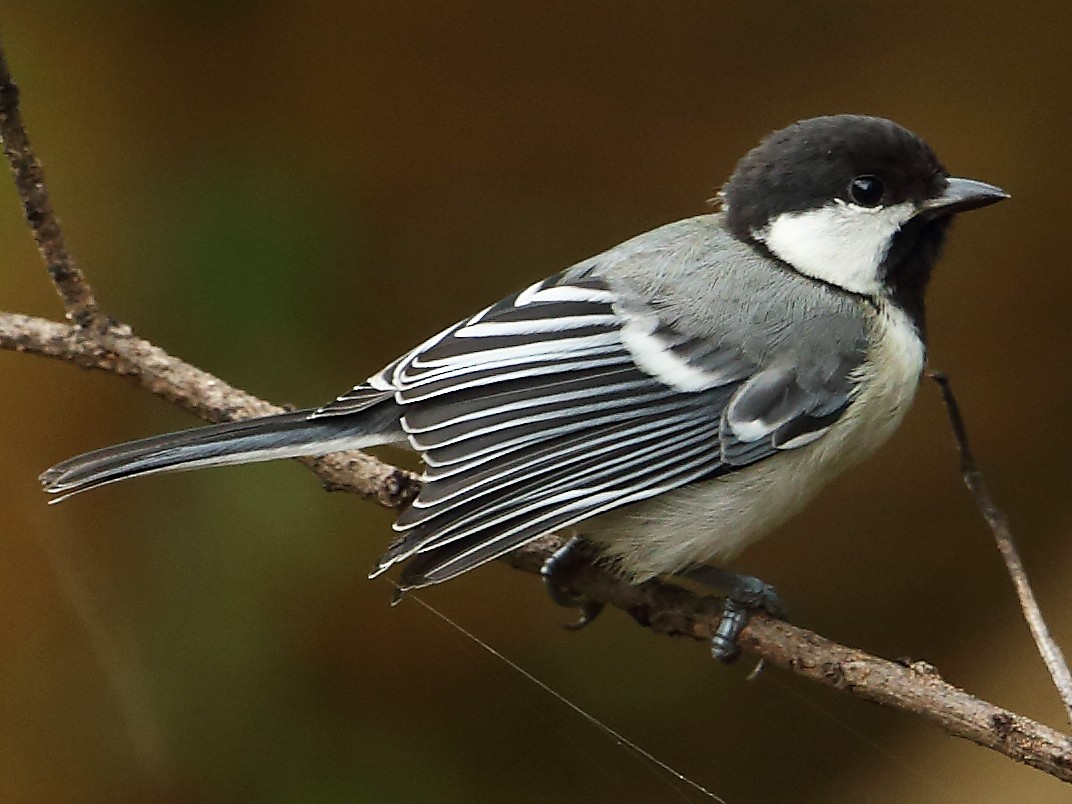 Cinereous Tit - Albin Jacob