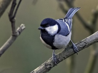 白頰山雀(cinereus群) - eBird