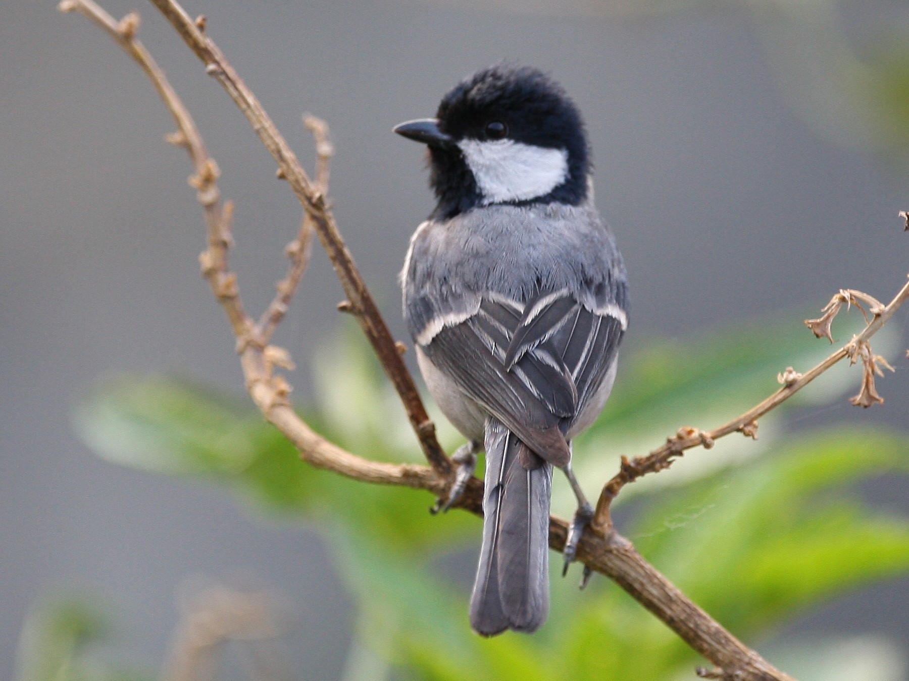 Cinereous Tit - Sathyan Meppayur