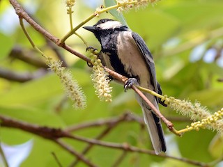 Asian Tit (Cinereous) - eBird(09)