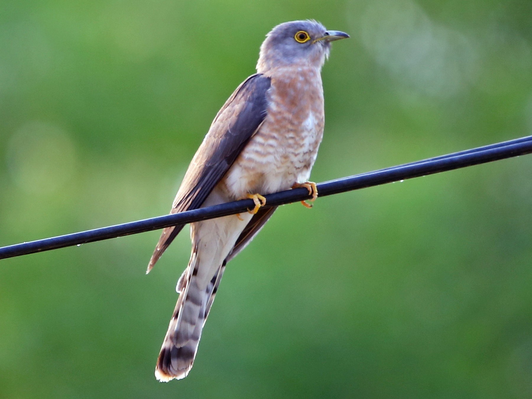 Common Hawk-Cuckoo - Bhaarat Vyas