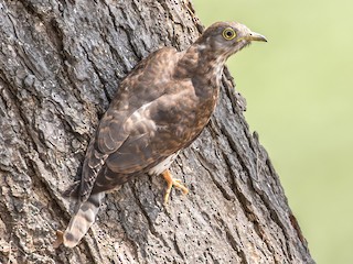 - Common Hawk-Cuckoo