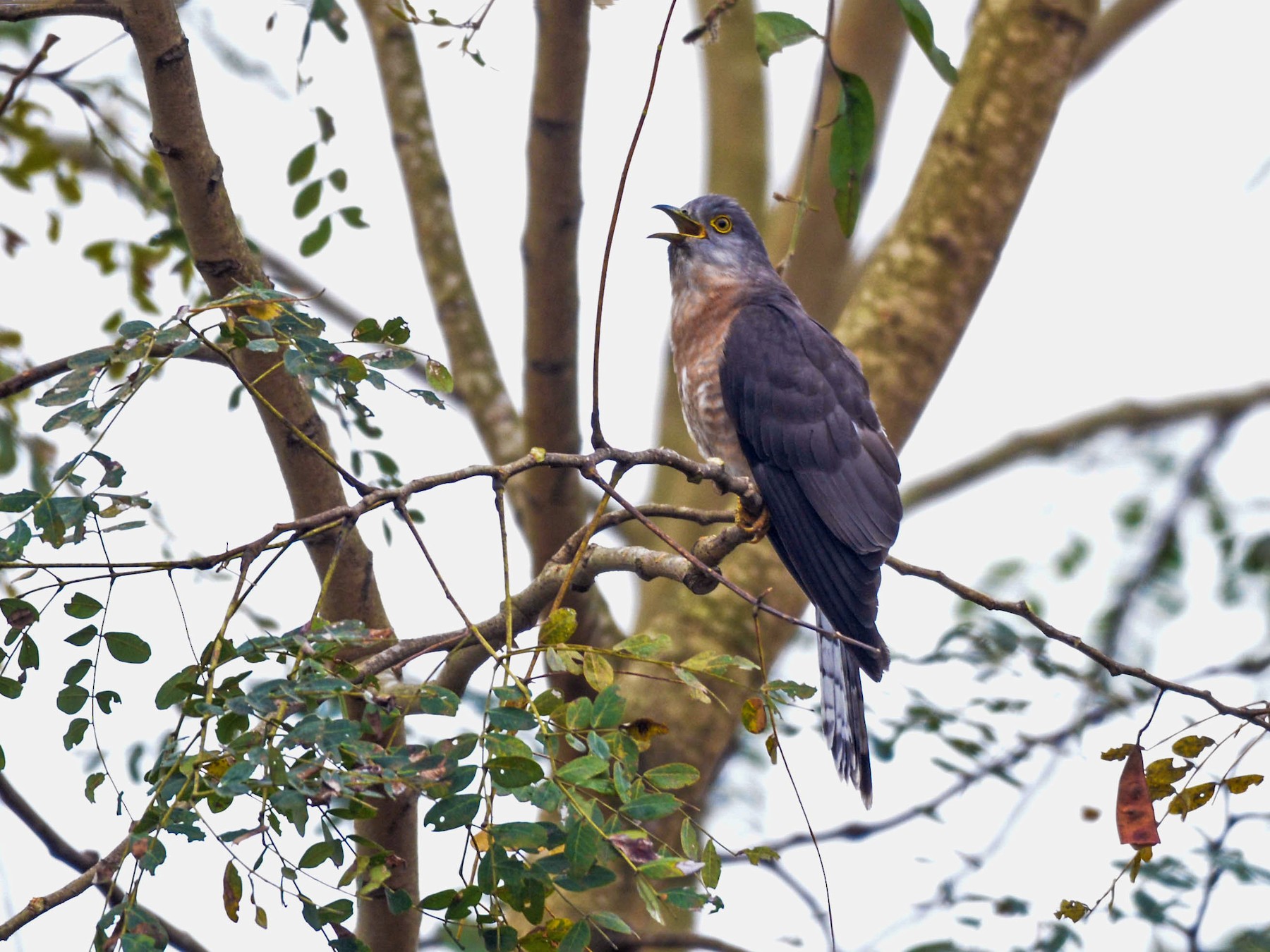 Common Hawk-Cuckoo - Jitendra Sarmah