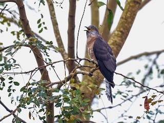  - Common Hawk-Cuckoo