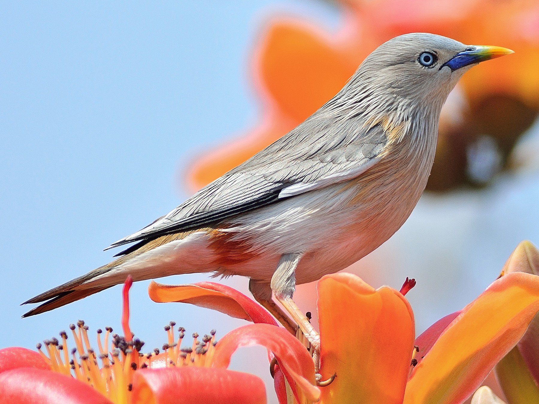 Chestпυt-tailed Starliпg - eBird