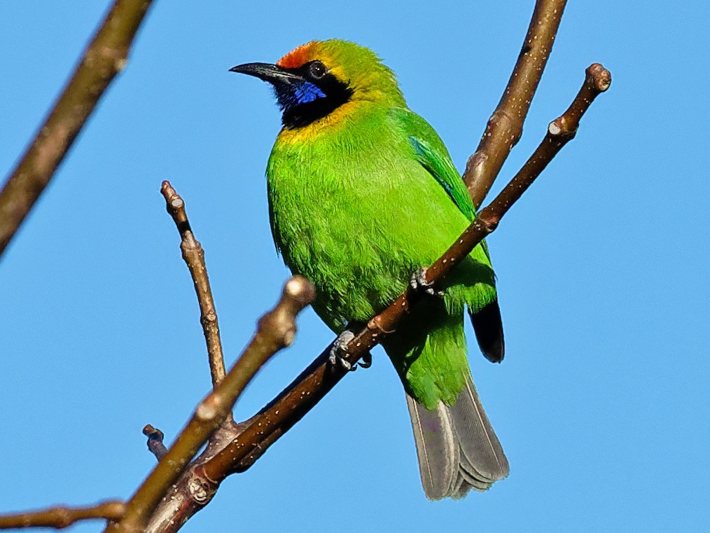 Golden-fronted Leafbird - Vincent Wang