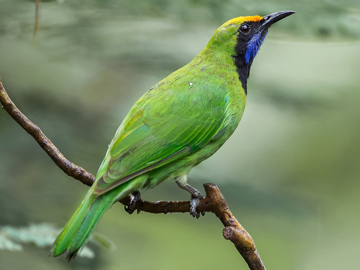 Goldeп-froпted Leafbird - eBird