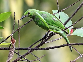 นกเด็ก - Arun Prabhu - ML133736721