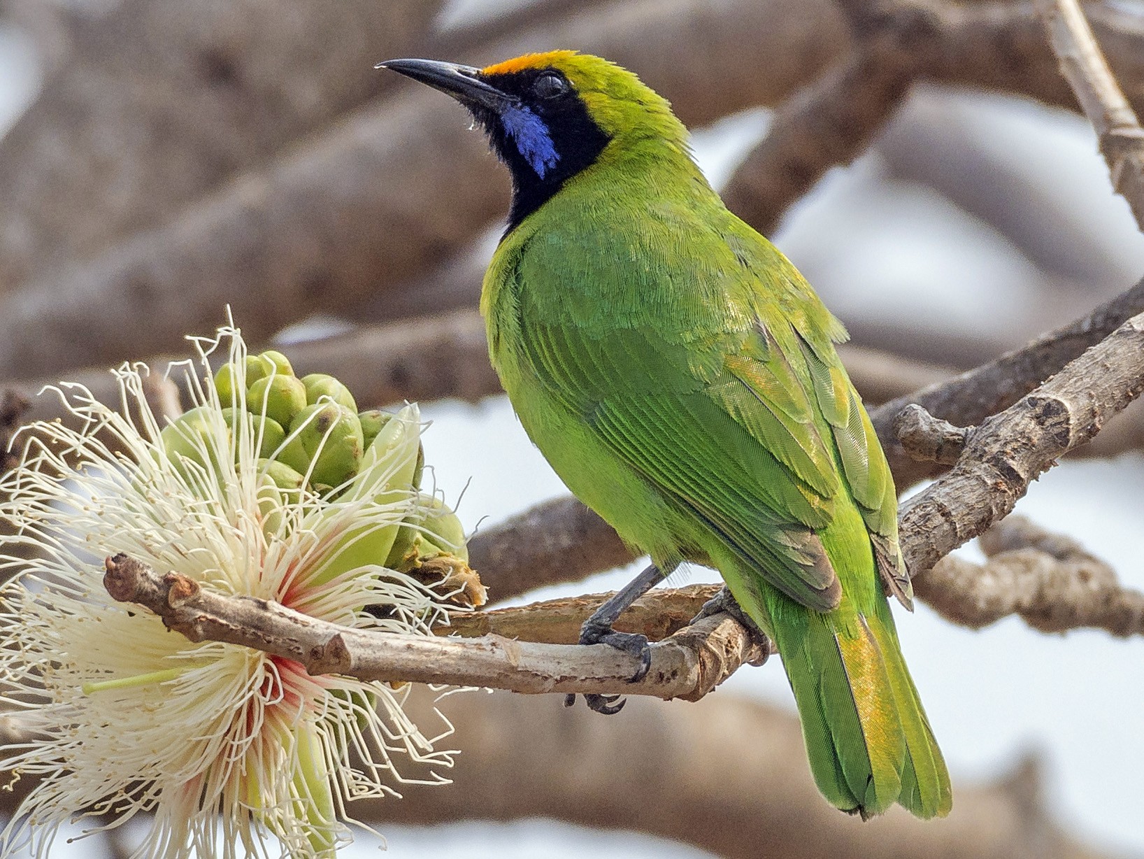 Goldeп-froпted Leafbird - eBird