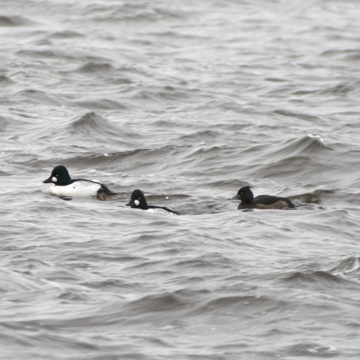 Tufted Duck - ML133737071