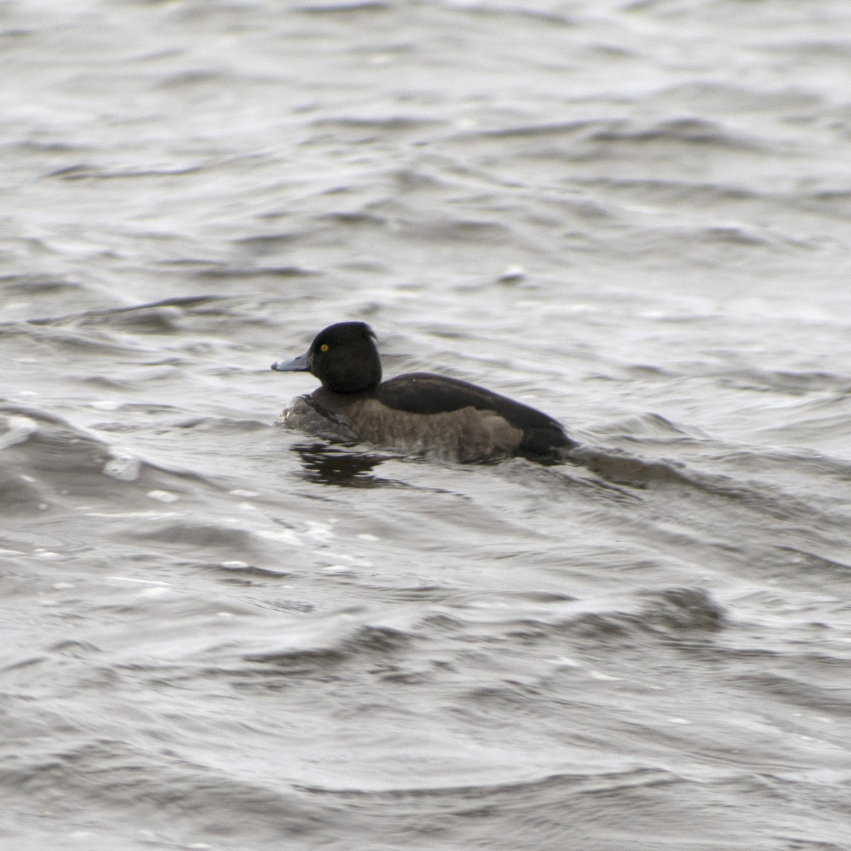 Tufted Duck - ML133737081