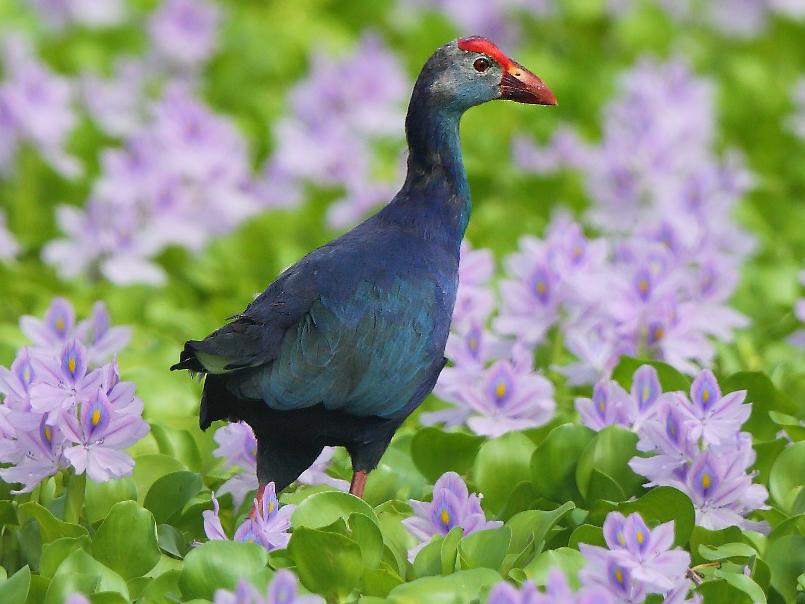 Gray-headed Swamphen - Albin Jacob