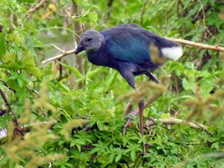  - Gray-headed Swamphen