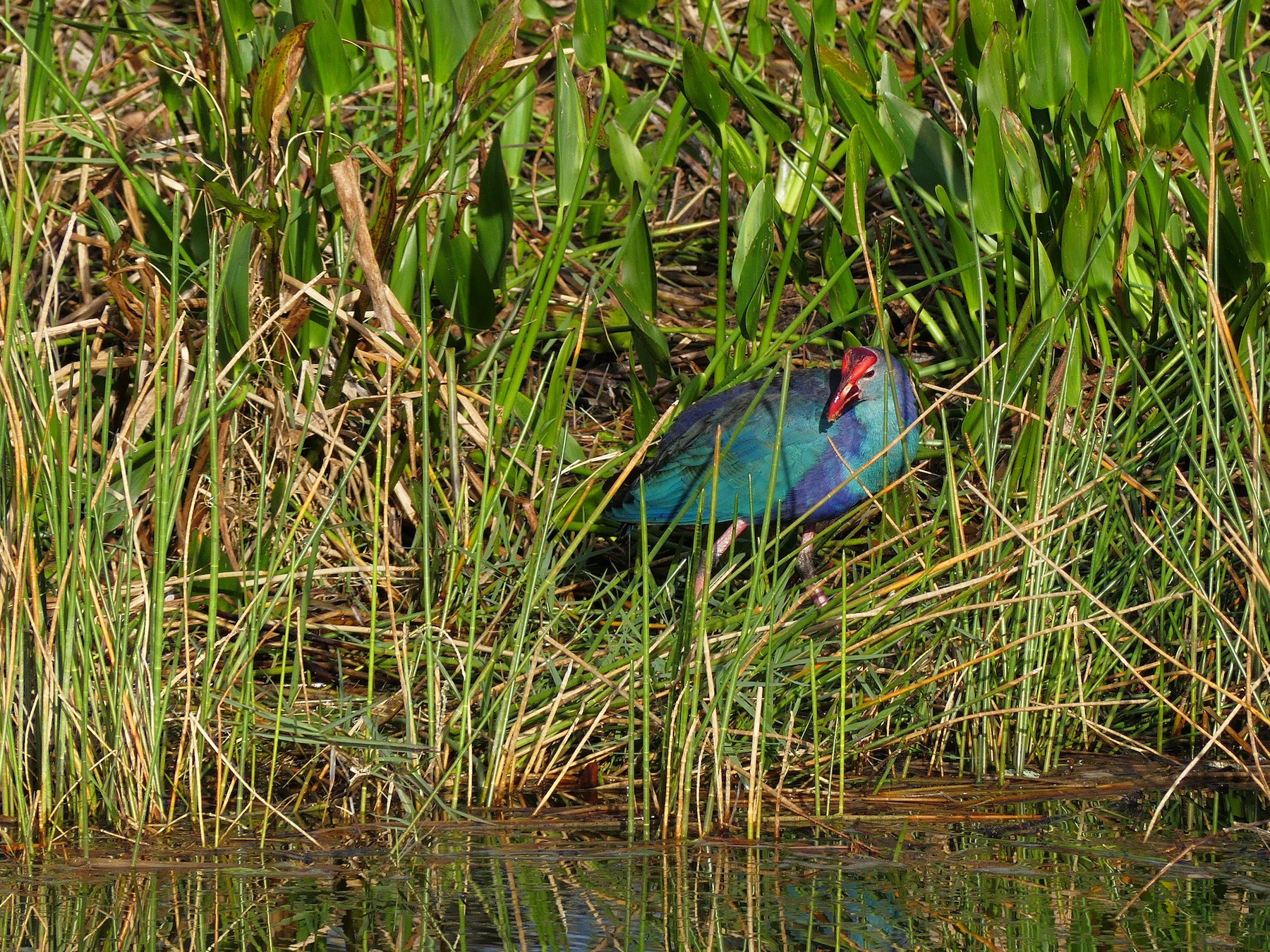 Gray-headed Swamphen - Charles  Crawford