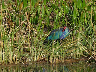  - Gray-headed Swamphen