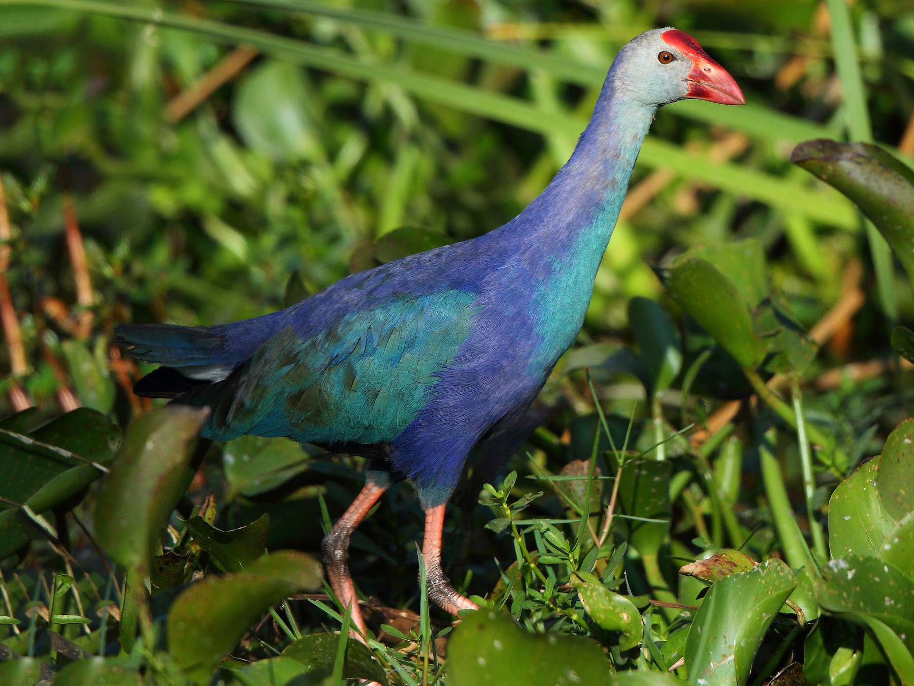 Gray-headed Swamphen - Albin Jacob