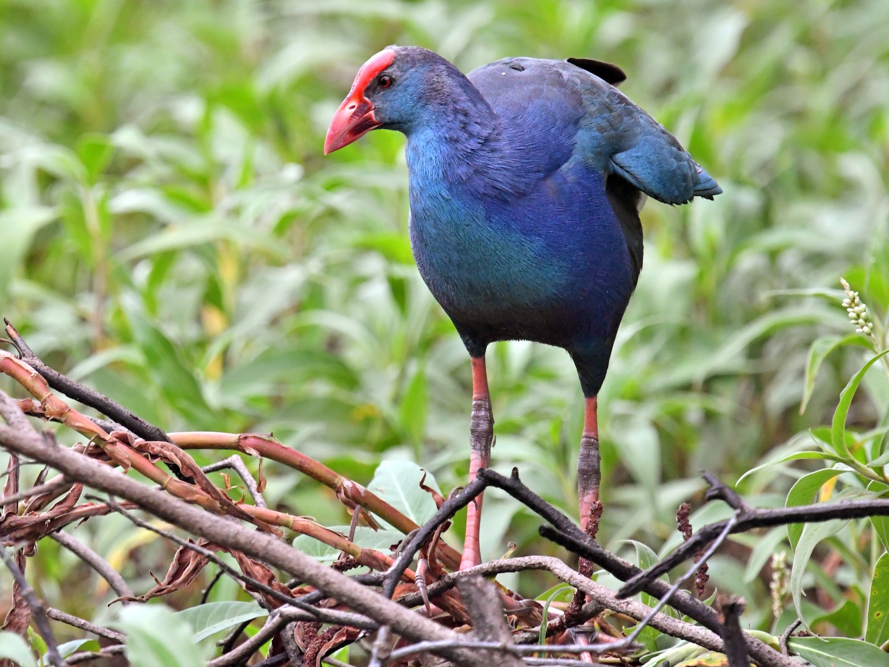 Gray-headed Swamphen - Pattaraporn Vangtal