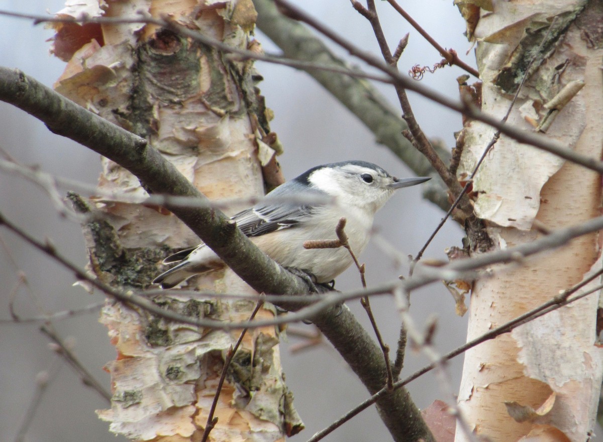 White-breasted Nuthatch - ML133737291