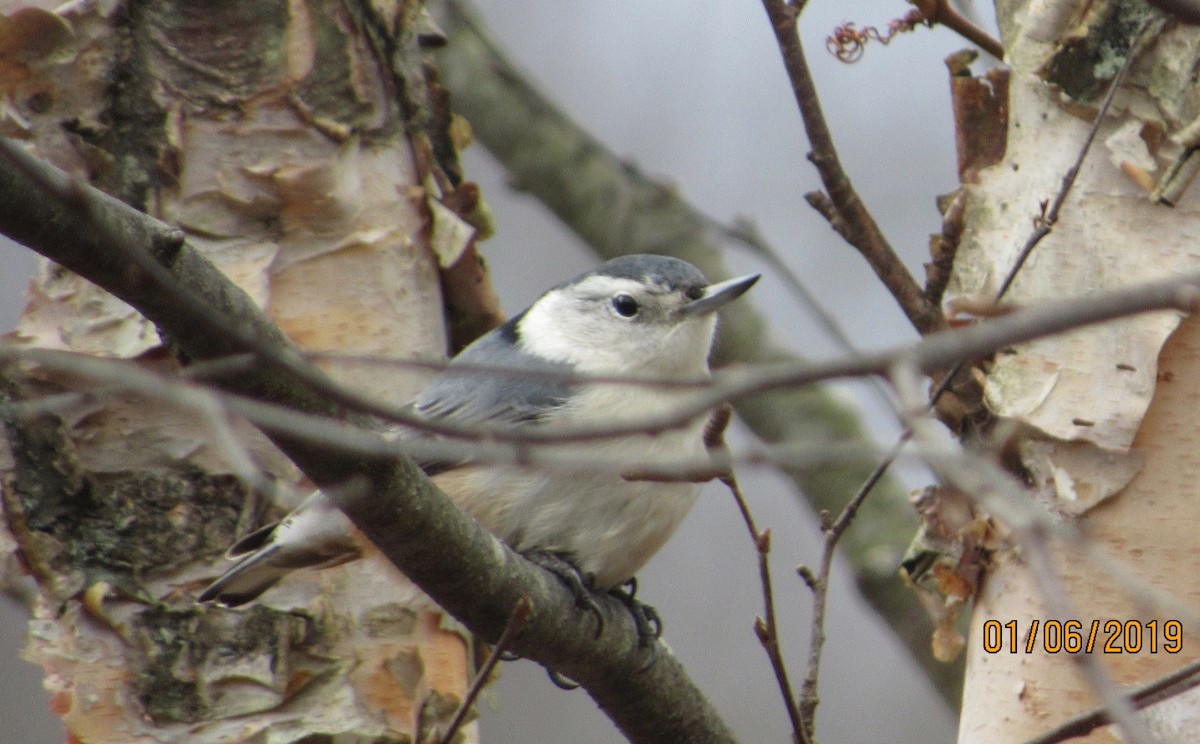 White-breasted Nuthatch - ML133737301