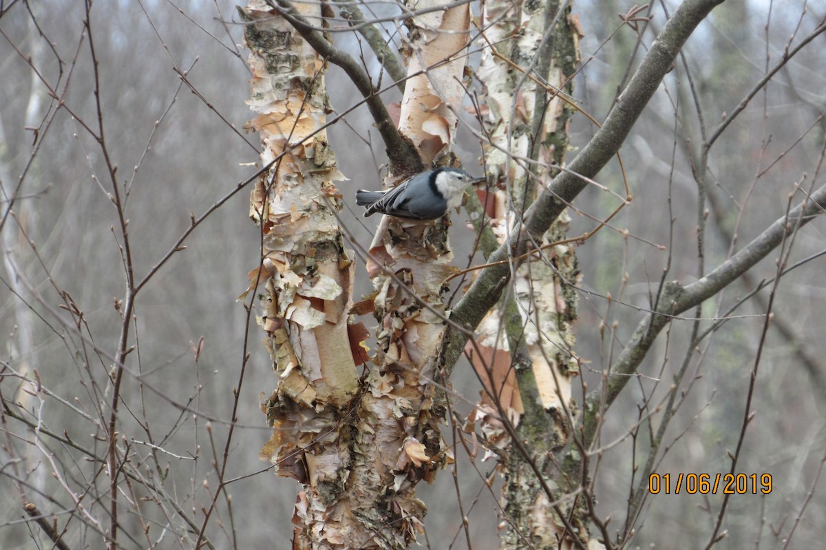 White-breasted Nuthatch - ML133737311
