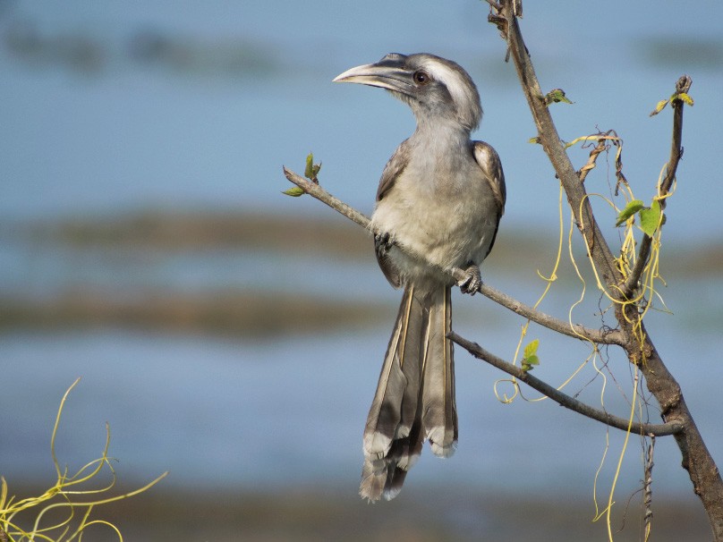Indian Gray Hornbill - Vivek Rawat