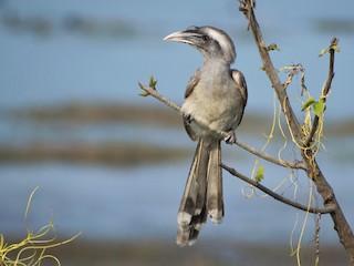 インドコサイチョウ - eBird