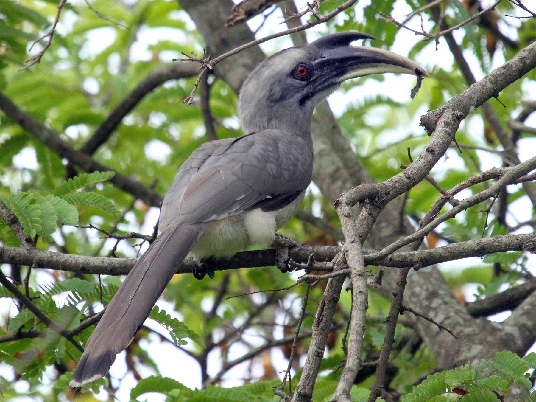 Indian Gray Hornbill - Albin Jacob