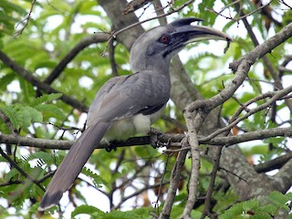チョウトウ ゴページ セグロコサイチョウ - eBird