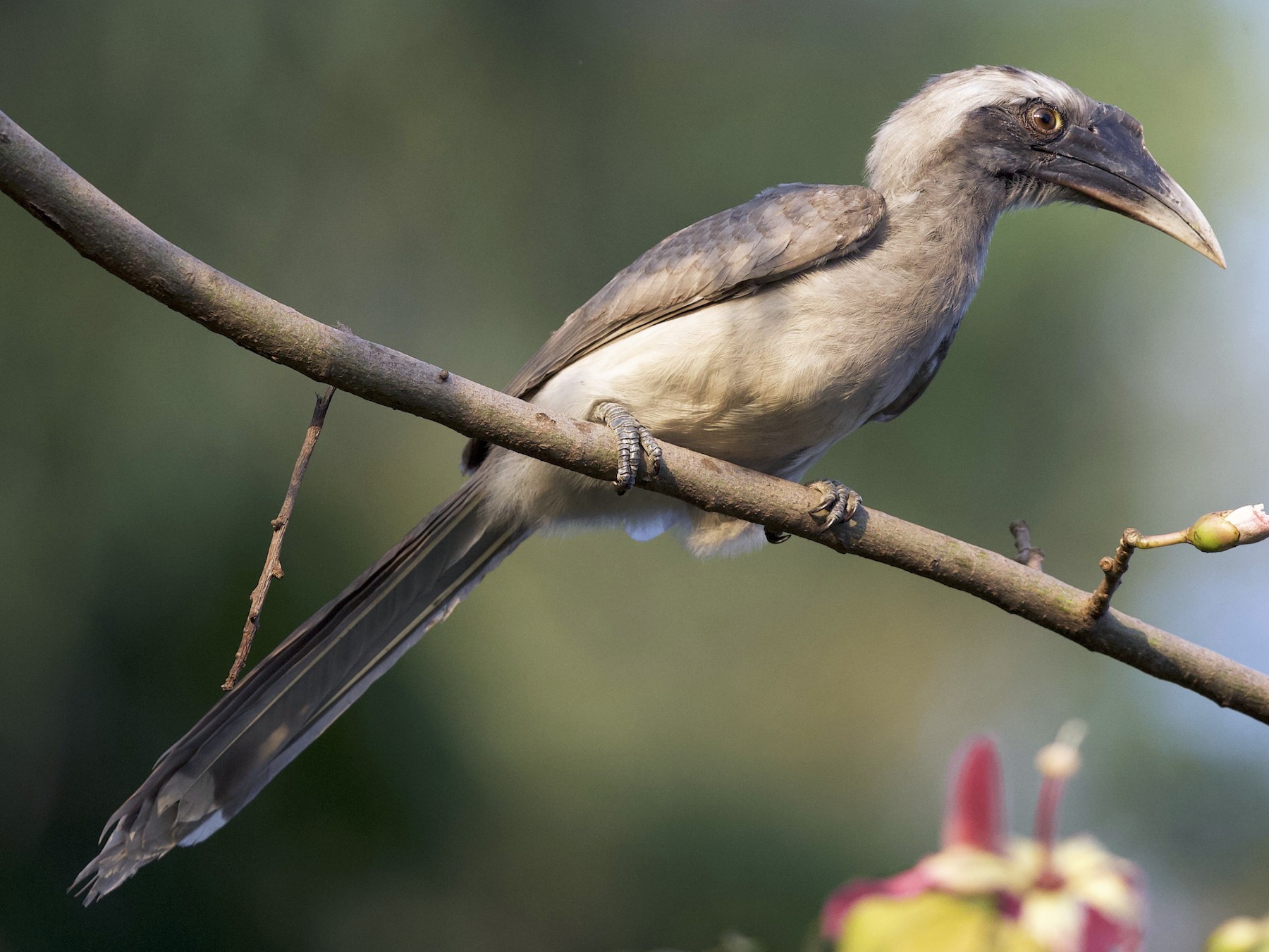 Indian Grey Hornbill - eBird