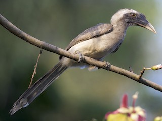  - Indian Gray Hornbill