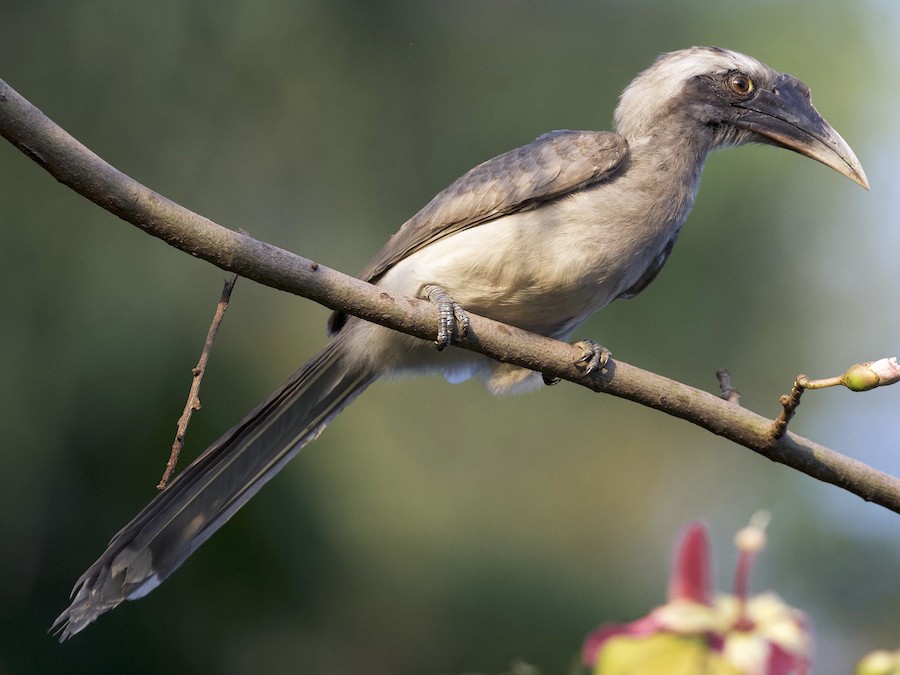 Indian Gray Hornbill - eBird