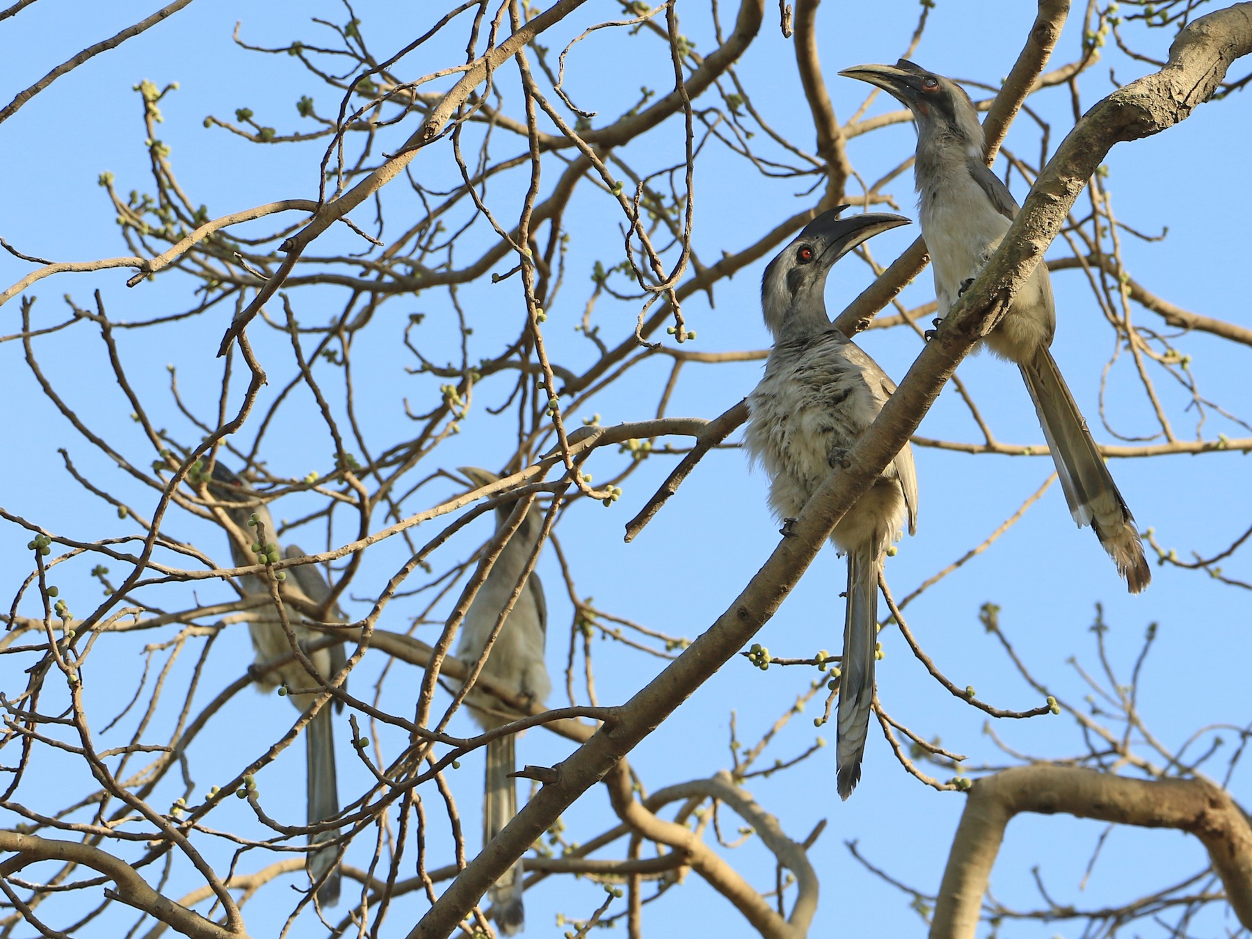 Indian Gray Hornbill - Denis Tétreault