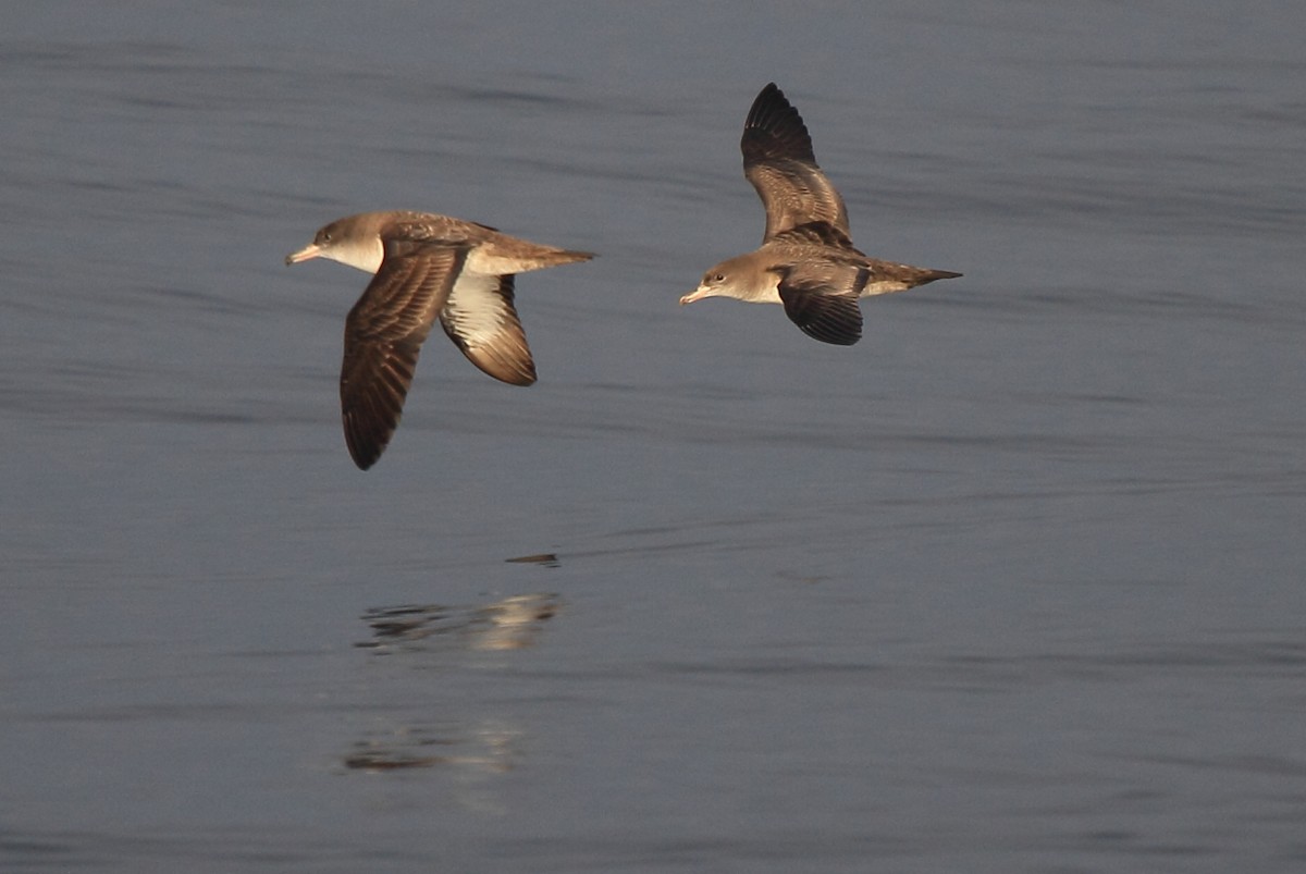 Pink-footed Shearwater - ML133738541