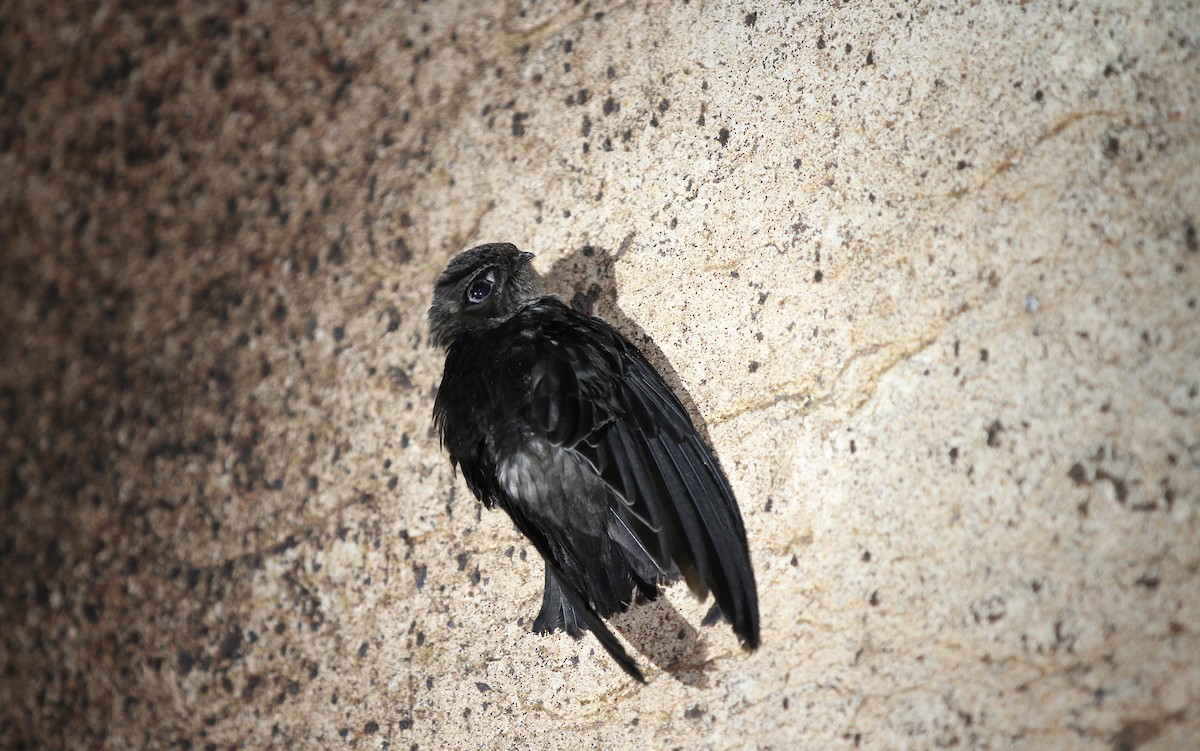 Black-nest Swiftlet - Christoph Moning