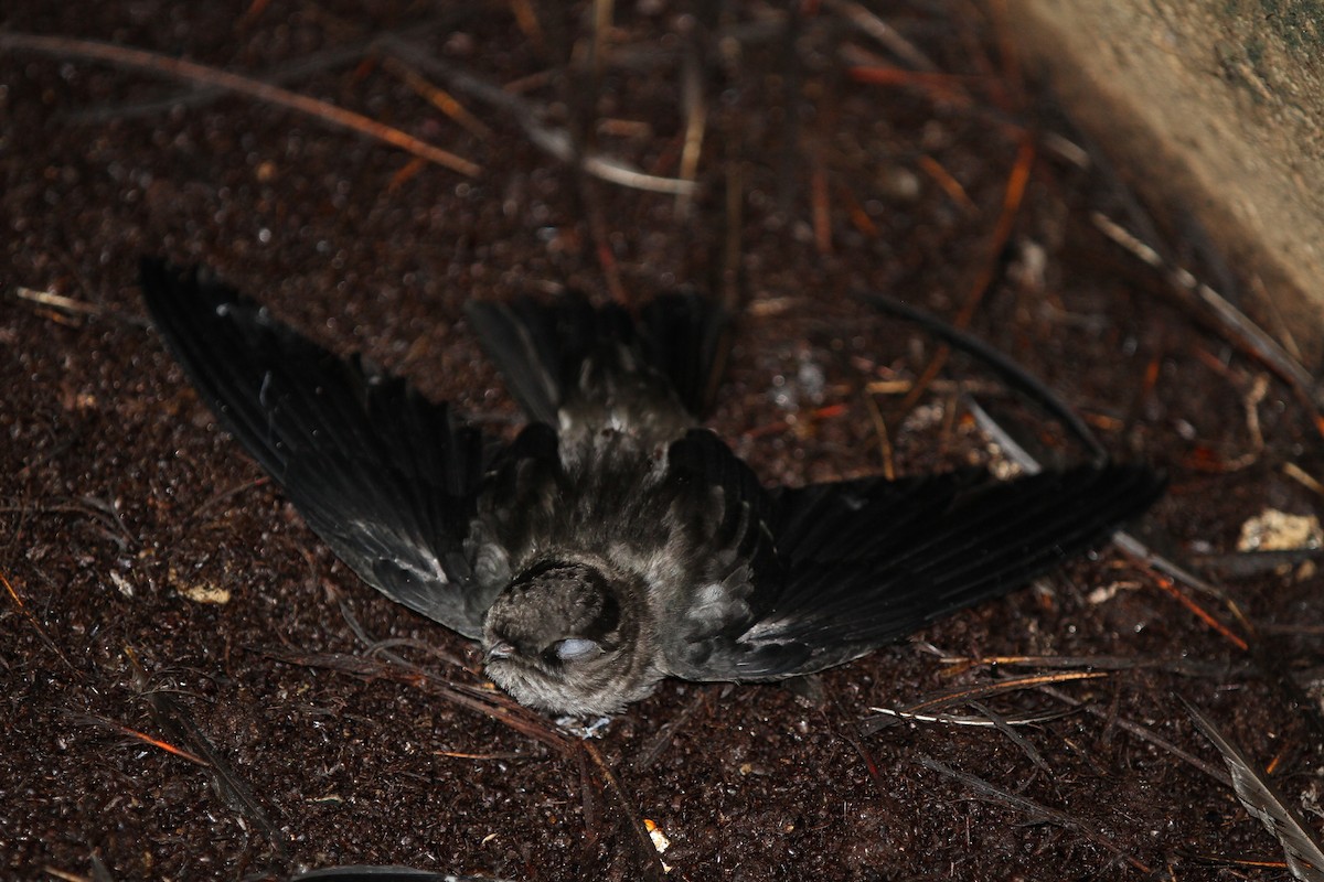 Black-nest Swiftlet - Christoph Moning