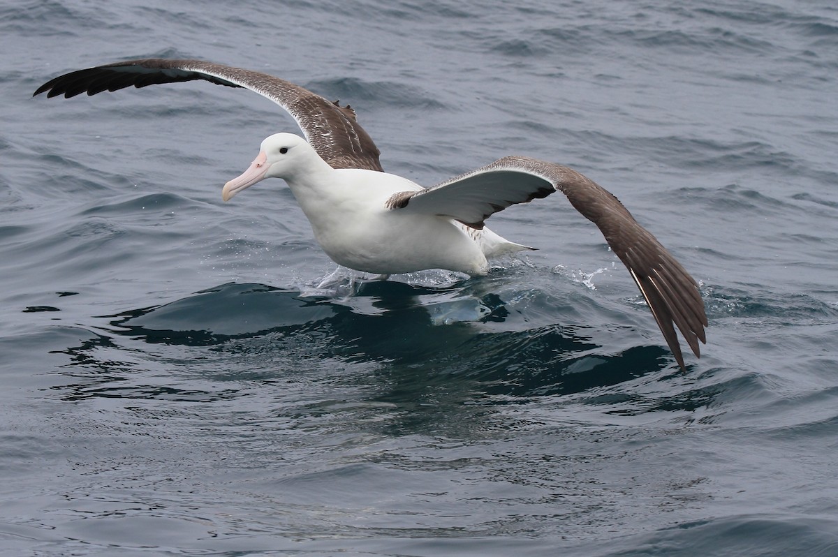 Southern Royal Albatross - Fabio Olmos