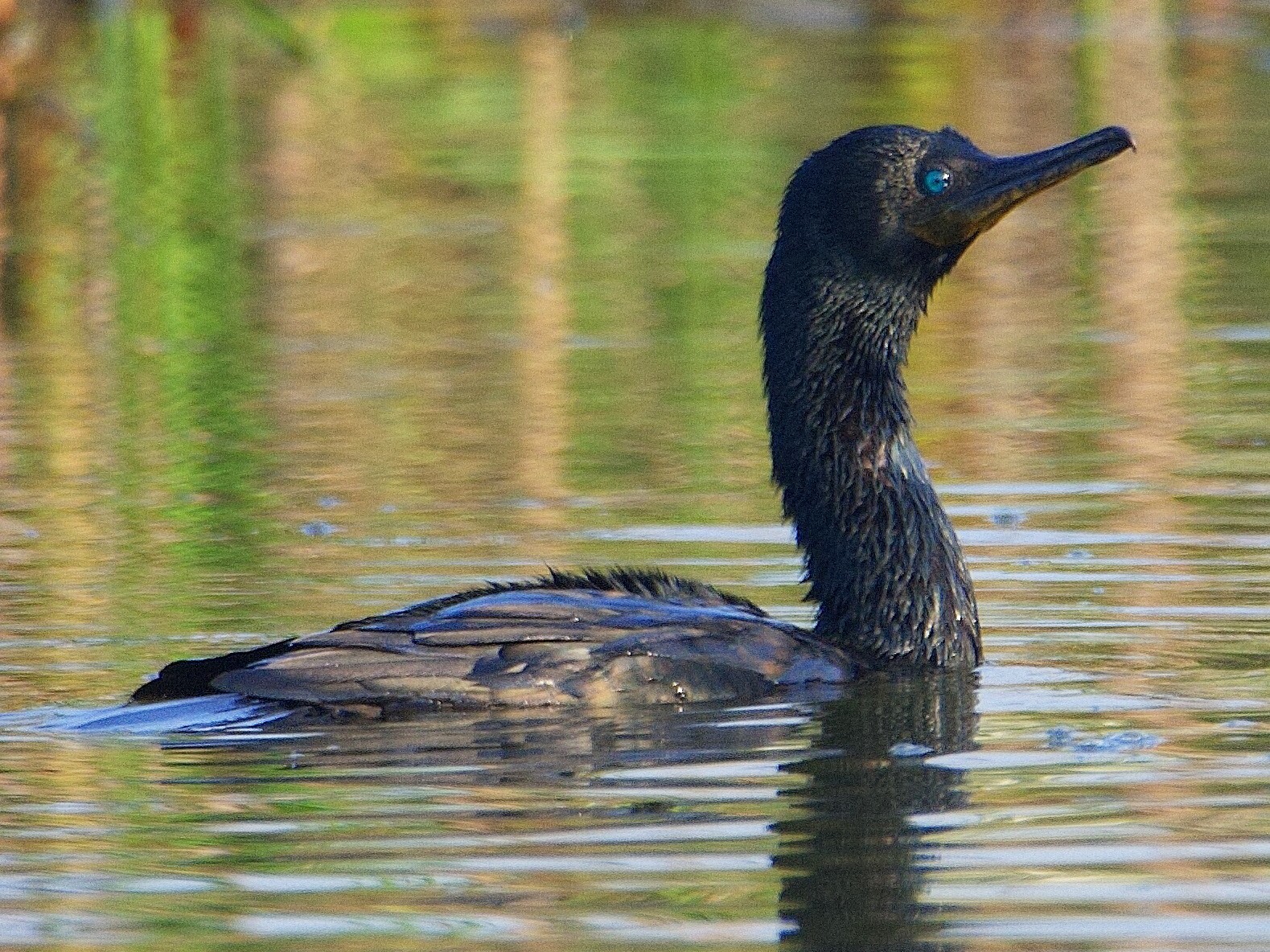 Indian Cormorant (Indian Shag) eBird