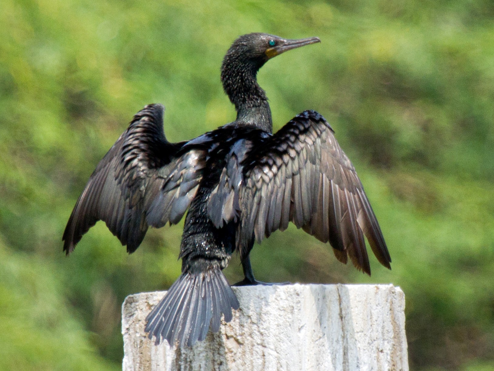 Indian Cormorant - Anonymous