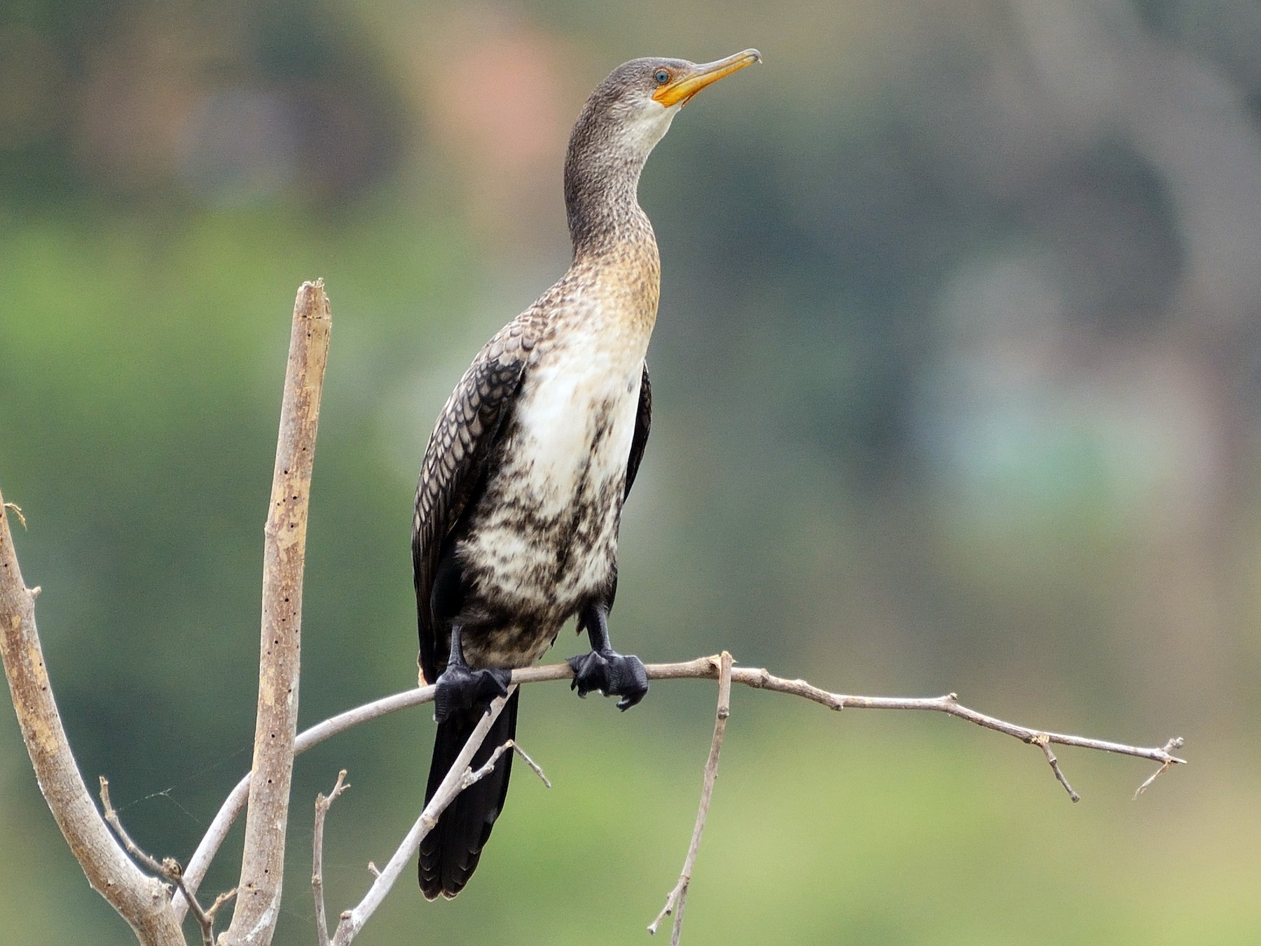 indian cormorant