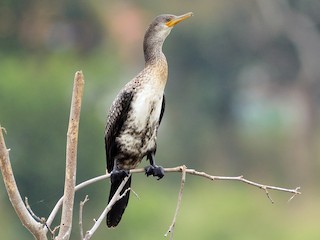Молодая птица - Sanjay Malik - ML133739471