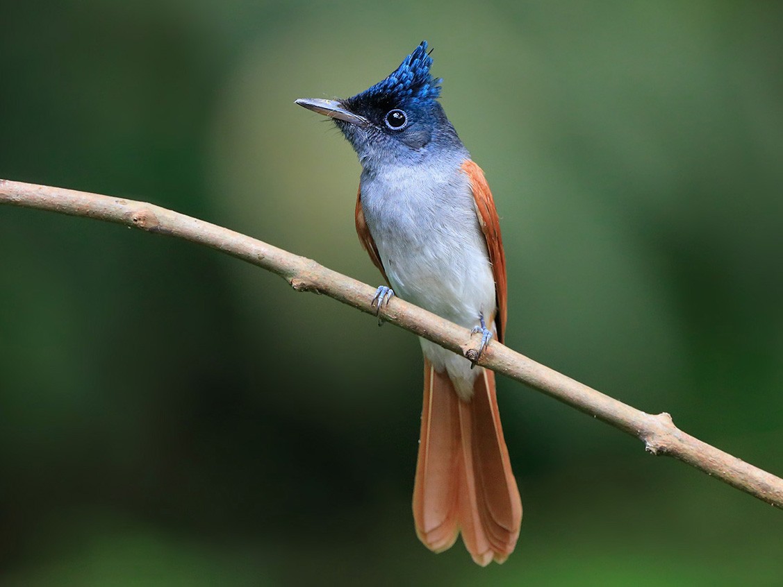 Indian Paradise-Flycatcher - Gavin Emmons