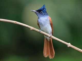コノハチョウ