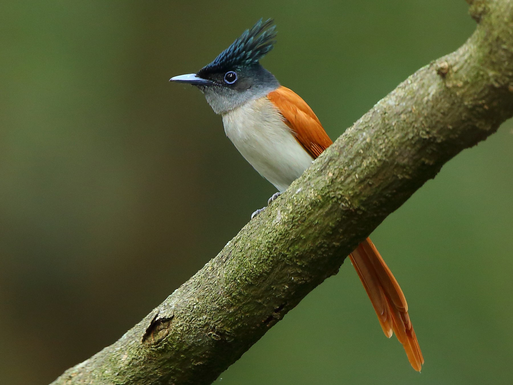 Indian Paradise-Flycatcher - Albin Jacob