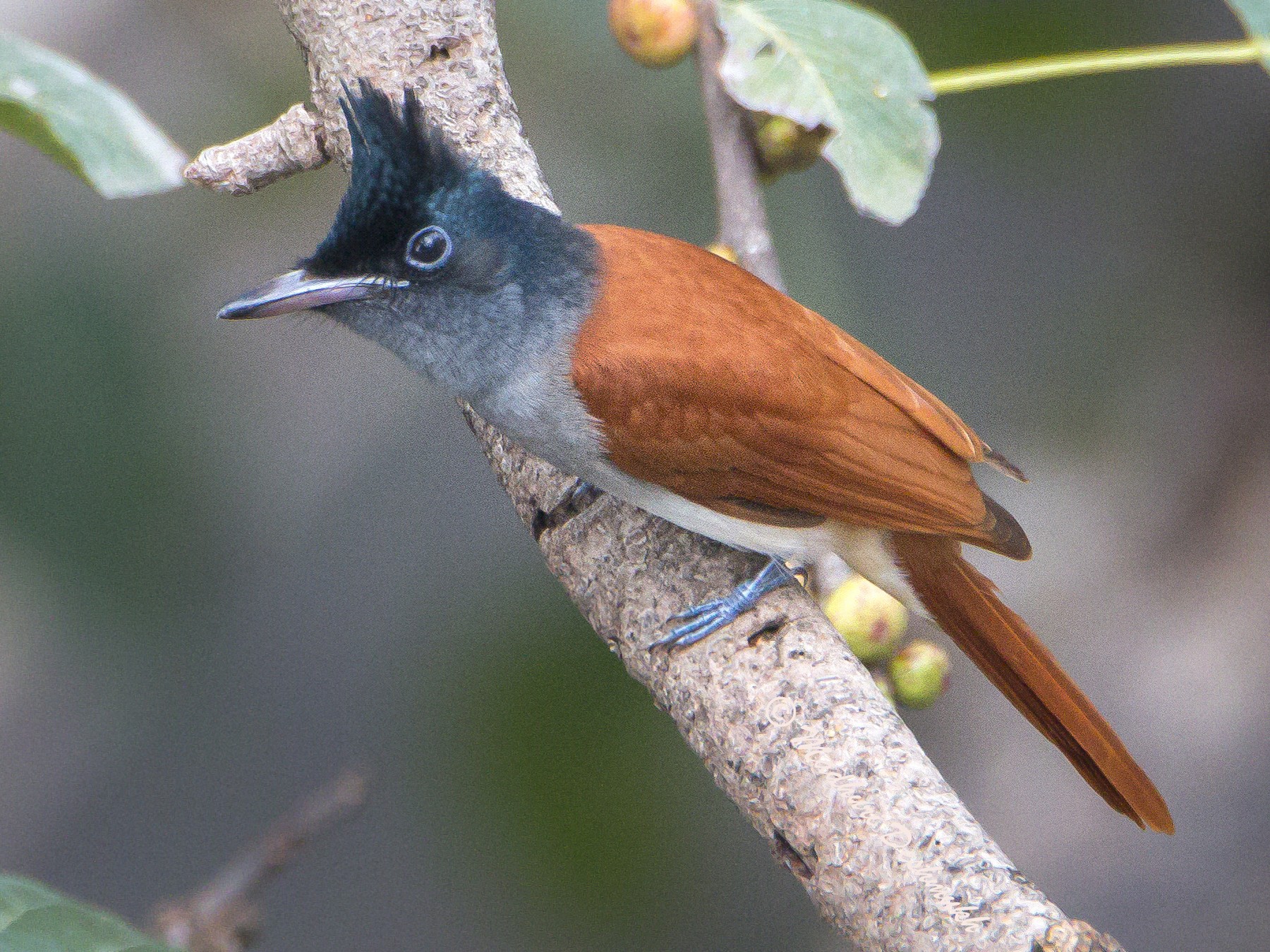 Indian Paradise-Flycatcher - Madhuri Deshmukh