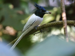 カワリサンコウチョウ - eBird